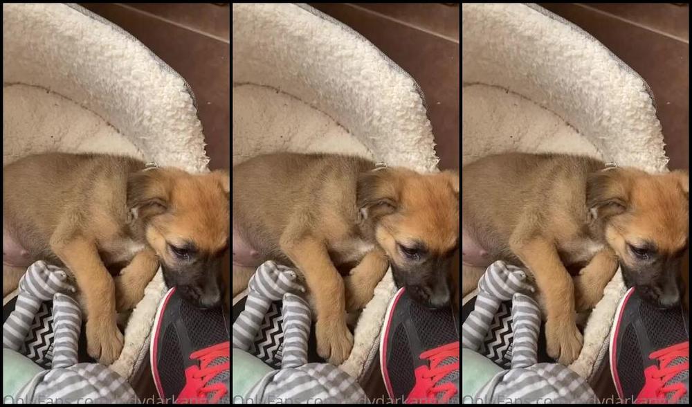 Ladydarkangeluk Onlyfans Obsession With Trainers