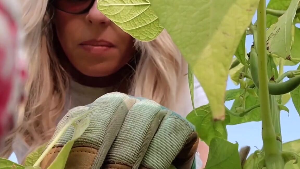 Vicktoria Tacos Nicknamed Vicktoriatacos 06 29 2023 Onlyfans Video Preview Giant Gardener 10 Mins You Are So Tiny And Have Been Hiding Amongst