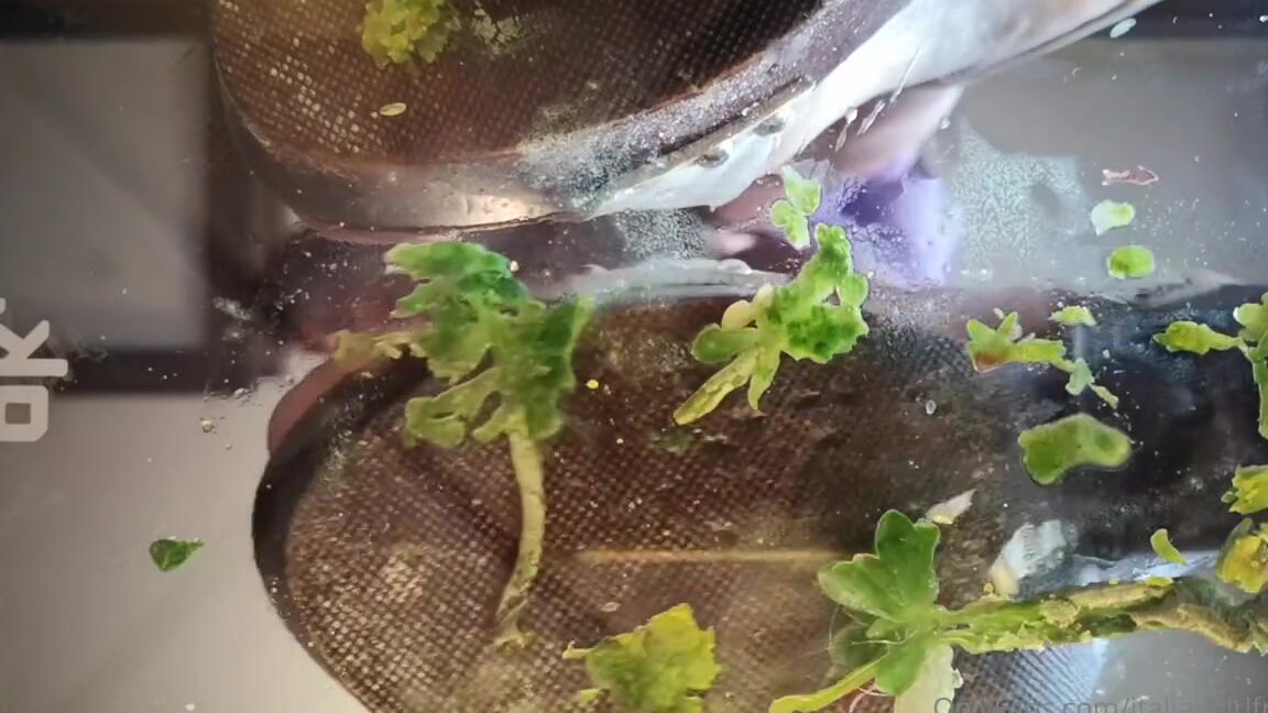 Italian Girlfriend Nicknamed Italiangirlfriend 07 23 2022 Onlyfans Video For Your Morning Boner P