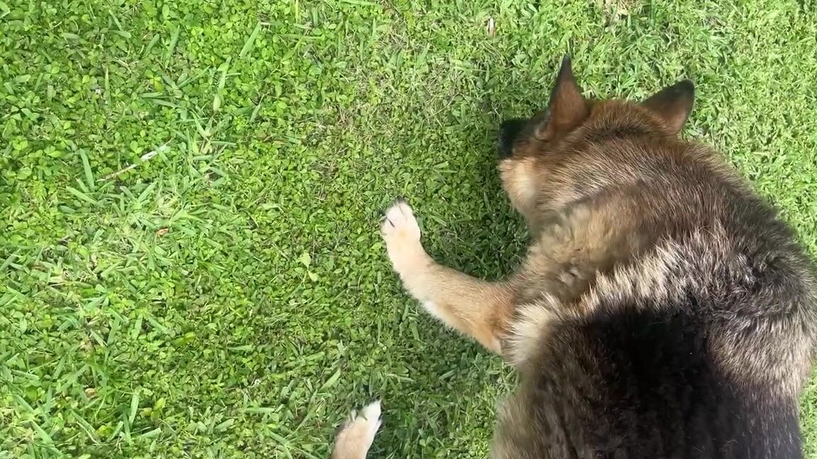 Alpha Leather Nicknamed Alphaleather 06 19 2024 Onlyfans Video Leaked Alphaleather 23106