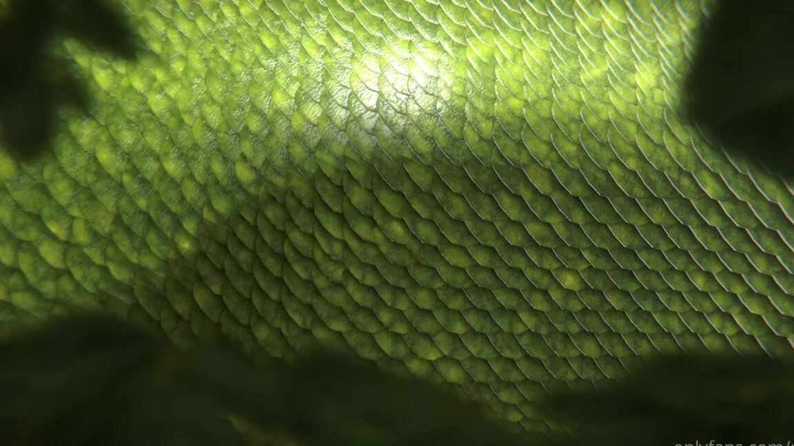 Reptil Nicknamed Reptil 05 02 2021 Onlyfans Video Good Morning Loves This One For All The Bad Boys Out There