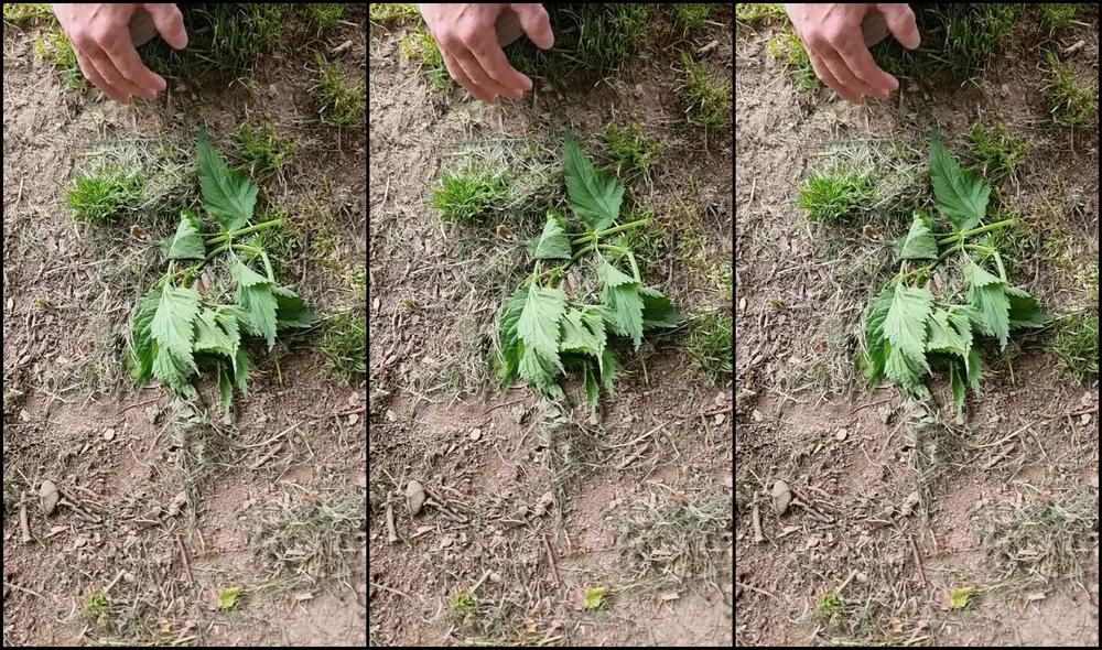 Herrin Lady Sarah Nicknamed Herrinlady 05 17 2025 Onlyfans Video Ich Liebe Diese Macht