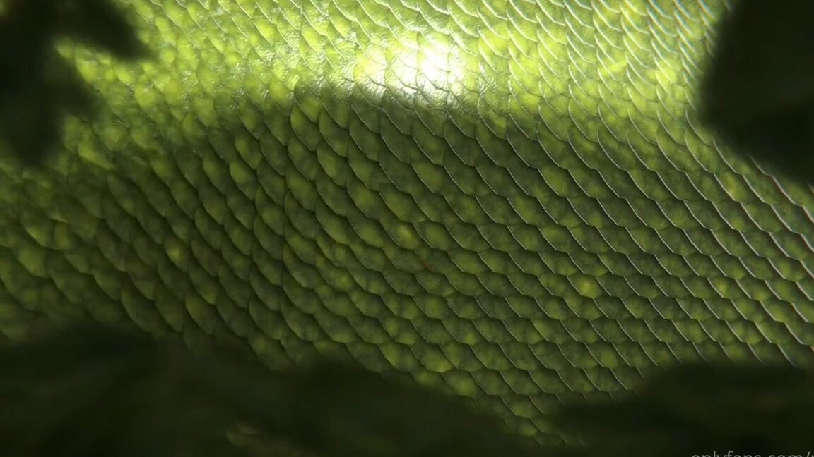 Reptil Nicknamed Reptil 04 08 2022 Onlyfans Video Hello Everyone Yesterday I Brought You A Small Photo Of Something I Did In Collaboration With