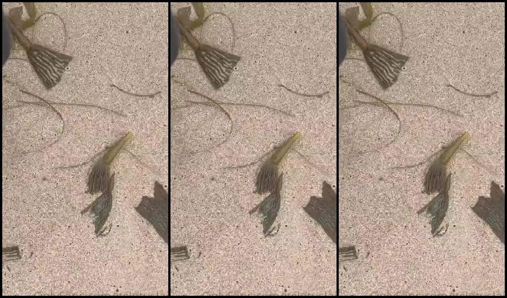 Lotus Lain Nicknamed Itslotuslain 07 18 2022 Onlyfans Video Birthday Shoot Location Scouting Along The Beach