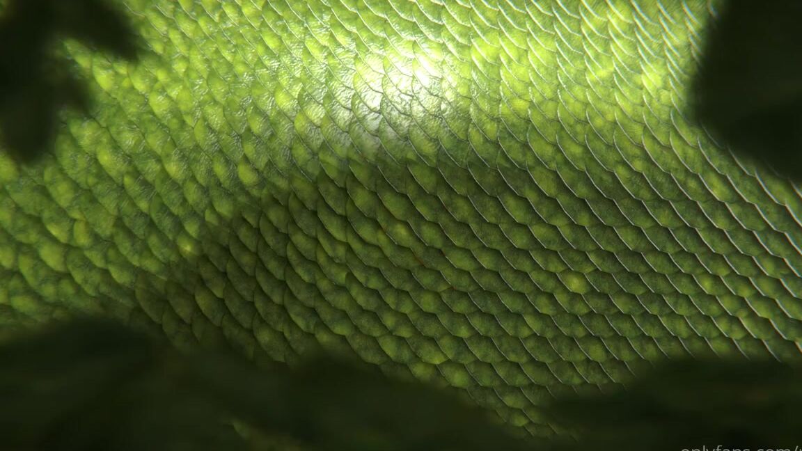 Reptil Nicknamed Reptil 07 06 2021 Onlyfans Video Hello Loves This Weekend Was Busy For Me But I Didnt Forget About You