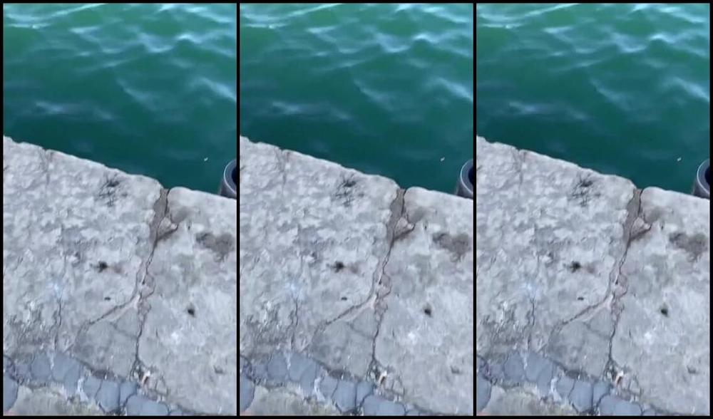 Harisnyas Csaj Nicknamed Harisnyas Csaj 08 07 2024 Onlyfans Video Dear Diary Here Are Some Holiday Memories L Had A Great Time Hope To Be