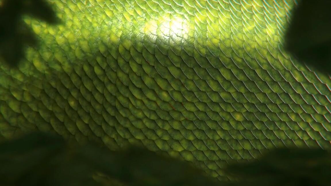 Reptil Nicknamed Reptil 04 05 2025 Onlyfans Video Hello Everyone I Know It Took A Long Time To Upload A Video And I Apologize