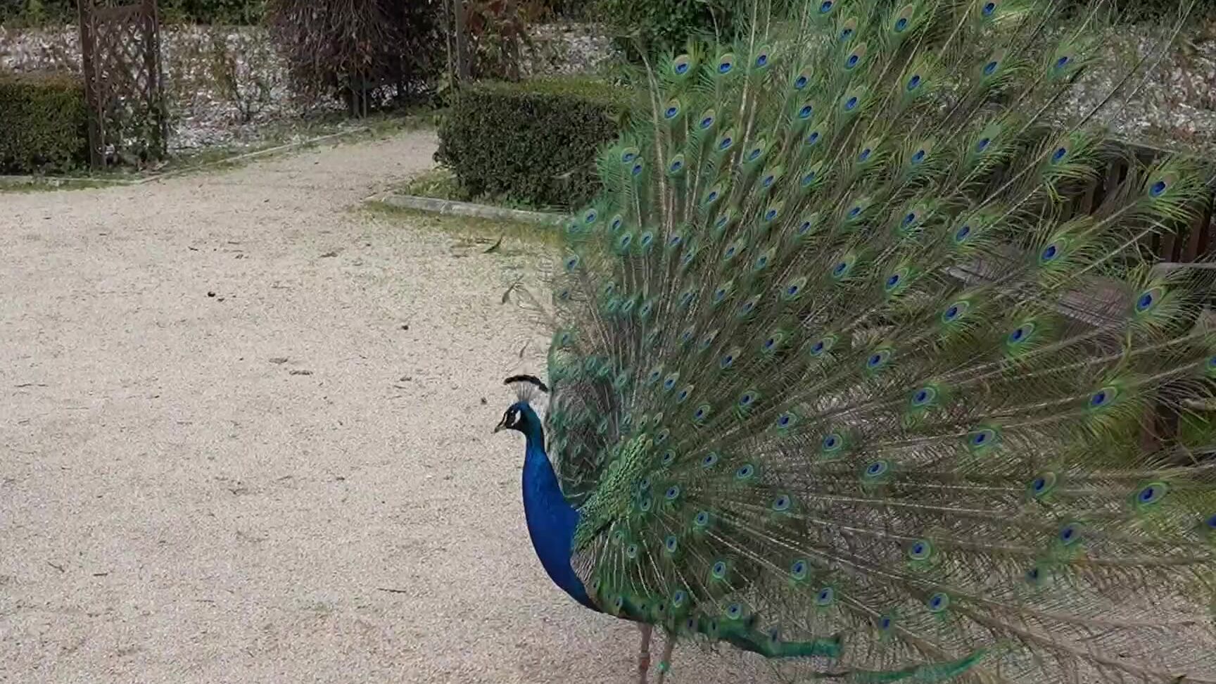 Adventure Juntos Nicknamed Adventurejuntos 06 19 2025 Onlyfans Video A Few Scenic Spots From Our Road Trip In Spain Plus A Video Of A Peacock